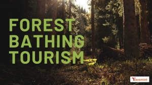 Forest Bathing Tourism: The Hidden Wellness Travel Trend Of 2025