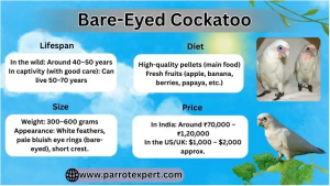 Bare Eyed Cockatoo Facts: Lifespan, Diet, Care, and Price Explained