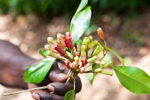 Clove Processing Plant Report 2025: Investment Opportunities and Industry Trends