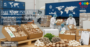 Elevating Global Standards: Glee Impex and the Future of Mushroom Export from India