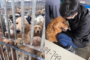Why Rescue Dogs Need More Time to Trust and How You Can Support Them