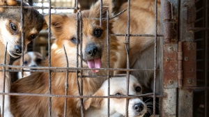 Hope Beyond Yulin: Global Movements To End The Dog Meat Trade