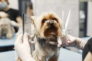Understanding Breed-Specific Grooming Styles