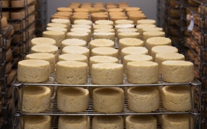 Cheese Manufacturing Plant Cost Report 2025: Business Plan, Profit Margin and Expenditure Projections  