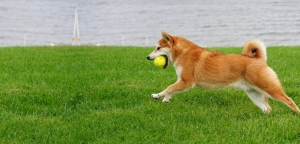 Your Guide to Finding the Perfect Companion: How to Search Smarter Than Simply Dog Breeders Near Me