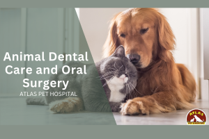 How Can Regular Dental Care for Pets Prevent Expensive Treatments Later?