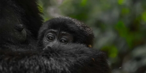 Pro Tips for Last Minute Gorilla Trekking in Rwanda
