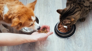 Pet Food Market Driving Growth Through Demand for High-Quality, Sustainable, and Organic Pet Nutrition Products
