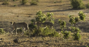 Tanzania Luxury Safari Lodges: Experience the Ultimate African Wildlife Adventure
