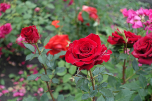 The Best Flowering Shrubs for Privacy and Landscape Design