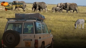 On the Trail of the Wild: How Safari Cars Elevate Africa’s Wildlife Experience