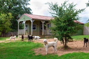 Comfortable and Secure: Reliable Pearland Pet and Dog Boarding Services