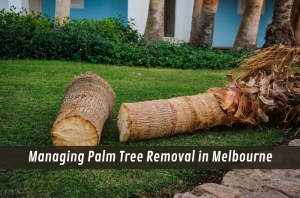 Managing Palm Tree Removal in Melbourne