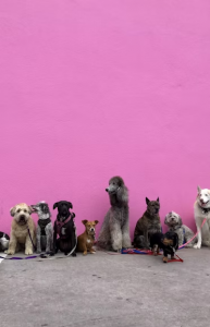 Pack Power: How Group Play Builds Balanced Dogs