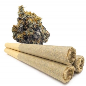 Premium Quality and Experience with Hitexotics