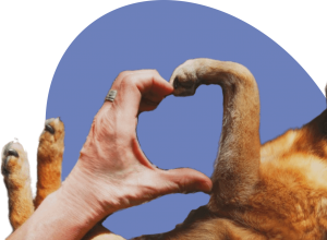 Why In-Home Pet Euthanasia Is Becoming a Preferred Choice