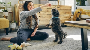 Why Broken Arrow Dog Grooming Services Are Worth the Investment