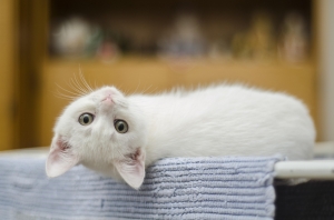 The Ultimate Guide to Choosing a Modern Cat Tree for Your Home