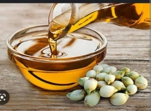 Mahua Oil Processing Plant Report 2025: Detailed Process Flow, Strategic Planning, and Cost Involved