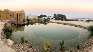 Creating an Eco Pond: A Sustainable Landscape Solution with Aqualivin