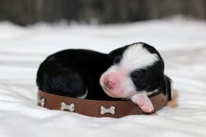 Utah Bernedoodle Breeders Committed to Health and Temperament