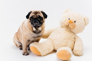 Best Toy Breeds in Andheri West: Discover Your Perfect Pup at Dog Land