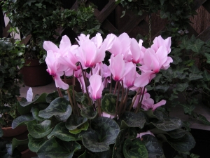 Caring for Cyclamen Persicum Indoor Or Outdoor: A Complete Guide