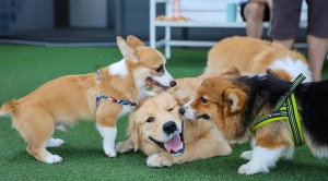 Pet Daycare for Senior Pets: Is It a Good Idea?