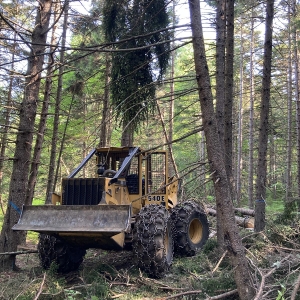 The Importance of a Vermont Forest Management Plan for Landowners