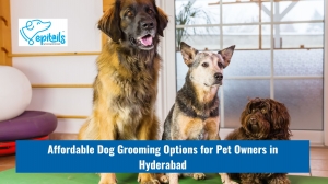Affordable Dog Grooming Options for Pet Owners in Hyderabad
