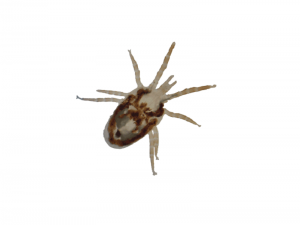 Why Do Some People Attract Bird Mites and Bed Bugs?