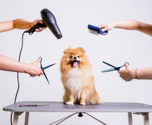 Top Dog Grooming Services in South Tampa