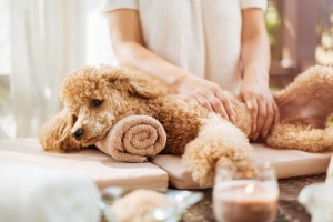 Relaxing and Professional Pet Spa Services in Seminole