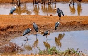 Discover the Ultimate Mombasa Beach Holidays Experience