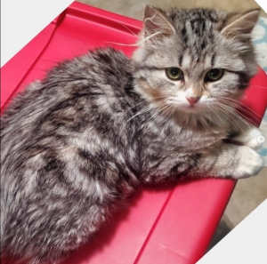 The Case for a Cat: Why Siberian Kittens Are Winning Hearts in California