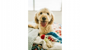 Why Should You Start Dog Training Early with Trainers in Bend, Oregon? 