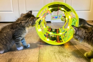 Best Catnip Toys for Cats: A Complete Guide for Feline Fun and Health