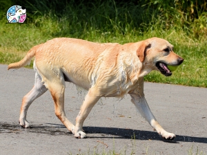 What If You Hire a Local Expert for Dog Walking in Kirkwood?