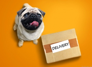 excited pug dog with a delivery box