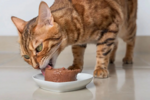 can kitten eat adult cat food