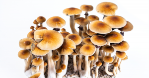 Do Magic Mushrooms Work For Recreational Purposes