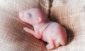 Keeping Your Home Safe and Wildlife-Friendly: Expert Possum Control in Melbourne