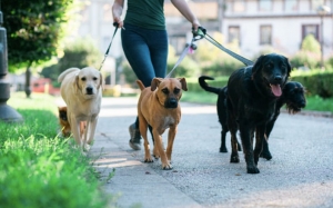 What Safety Measures Do Dog Walkers New Orleans Follow in 2026?