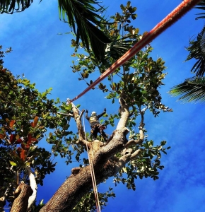 How Overgrown Branches Can Quietly Wreck Your Curb Appeal