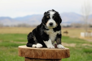Colorado Doodle Breeders Creating Puppies with Personality and Purpose