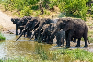 Wildlife Safari Packages in Africa That Put You Nearer to Nature Than Before