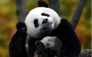 Panda Habitat Ecotour 