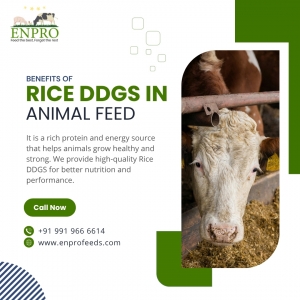 How Rice DDGS Improves Livestock Growth and Productivity