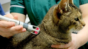 Why Oakdale Vets Recommend Laser Therapy for Cats with Pain or Injury 