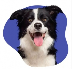 Understanding the Importance of Insurance for Pet-Related Incidents